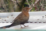 Blackbird_female