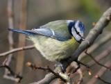 Blue_tit