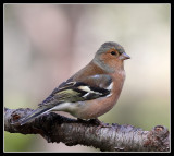 Chaffinch