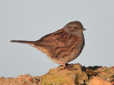 Dunnock