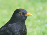 blackbird_male