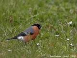 bullfinch