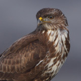 buzzard