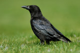 carrion_crow