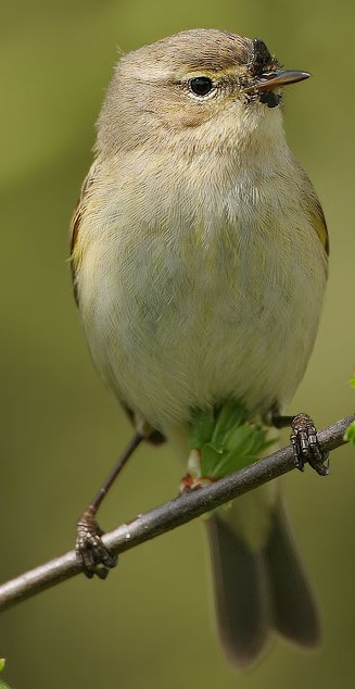 chiffchaff-03