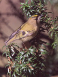 goldcrest