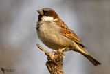 house_sparrow