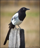 magpie