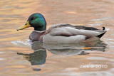 mallard