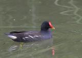 moorhen