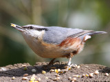 nuthatch