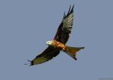 red_kite