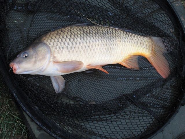 LlynCarfanJan2016Carp12lb._(2)
