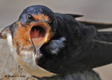 swallow