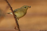 willow_warbler