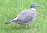 wood_pigeon